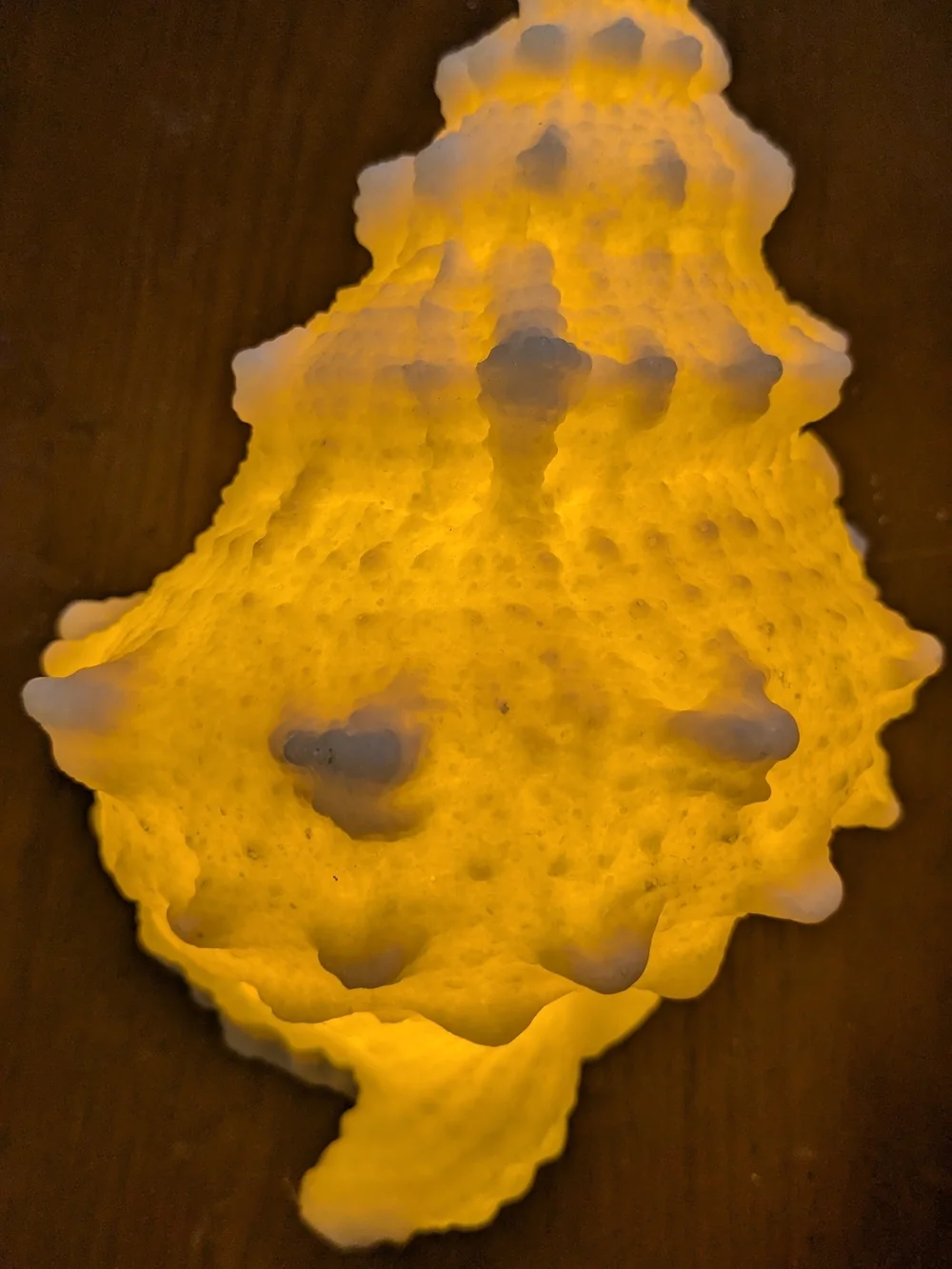 Conch shell Table Top Decor Night Light - Warm Yellow Glow